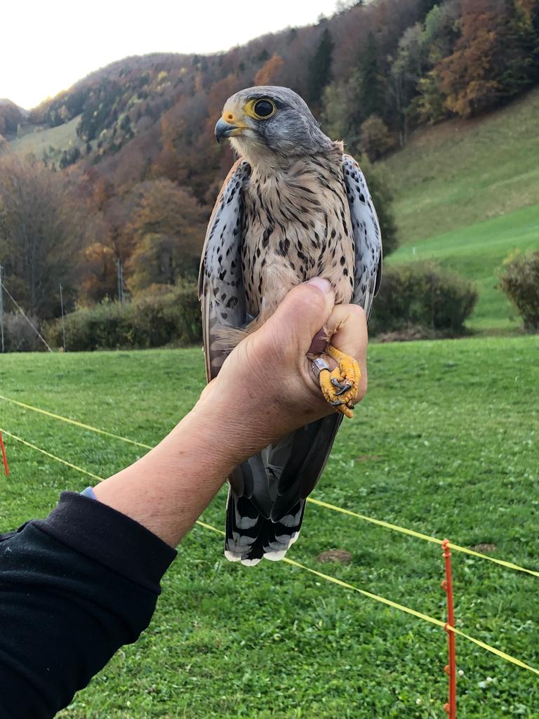 Turmfalke 2022