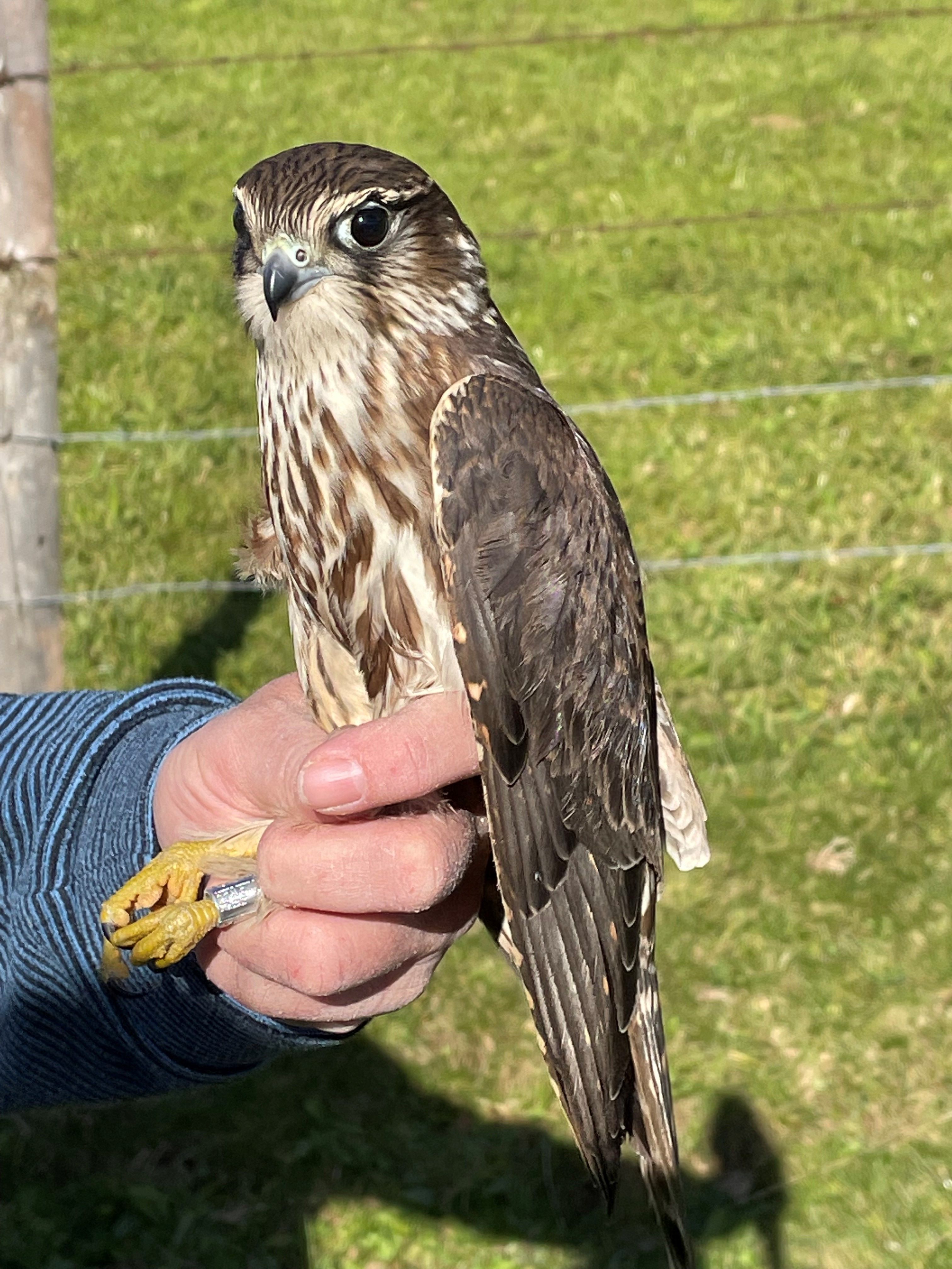 Merlin